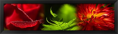 Framed Leaves and red flowers Print