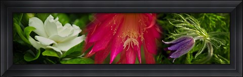 Framed White, pink and purple flowers Print
