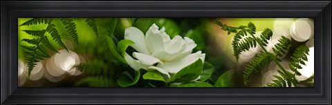 Framed Fern with Magnolia Print