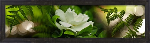 Framed Fern with Magnolia Print