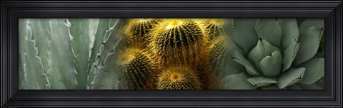 Framed Cactus plants Print