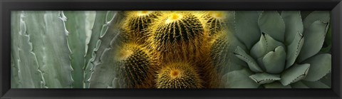 Framed Cactus plants Print