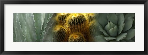 Framed Cactus plants Print