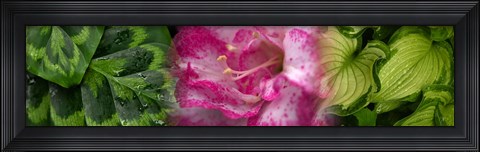 Framed Leaves and pink flowers Print