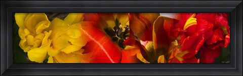 Framed Close-up of Tulips Print