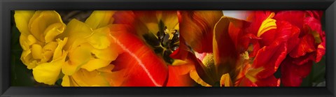 Framed Close-up of Tulips Print