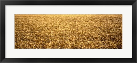 Framed Panorama of amber waves of grain, wheat field in Provence-Alpes-Cote D&#39;Azur, France Print