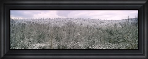 Framed Snow covered forest, Kentucky, USA Print