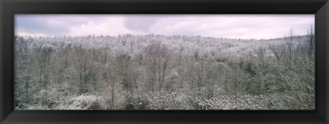 Framed Snow covered forest, Kentucky, USA Print