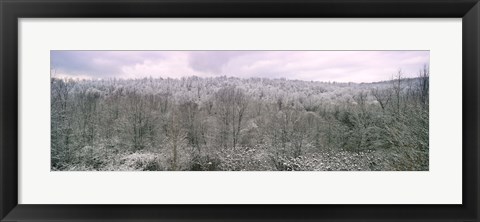 Framed Snow covered forest, Kentucky, USA Print