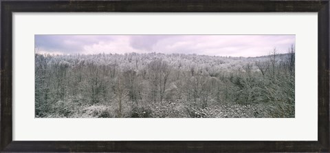 Framed Snow covered forest, Kentucky, USA Print