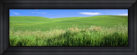 Framed Rolling green hill, Palouse, Whitman County, Washington State, USA Print