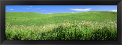 Framed Rolling green hill, Palouse, Whitman County, Washington State, USA Print