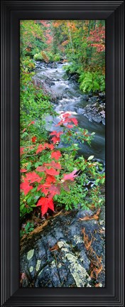 Framed River flowing through a forest, Black River, Upper Peninsula, Michigan (vertical) Print