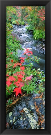 Framed River flowing through a forest, Black River, Upper Peninsula, Michigan (vertical) Print