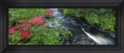 Framed River flowing through a forest, Black River, Upper Peninsula, Michigan (horizontal) Print