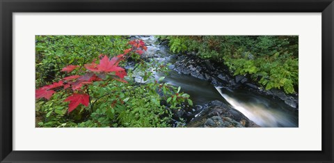 Framed River flowing through a forest, Black River, Upper Peninsula, Michigan (horizontal) Print