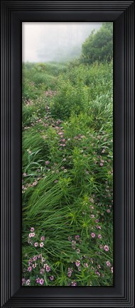 Framed Crown Vetch flowers, Herrington Manor State Park, Maryland, USA Print