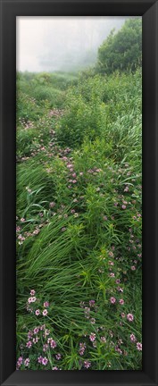 Framed Crown Vetch flowers, Herrington Manor State Park, Maryland, USA Print