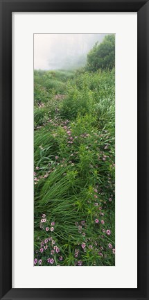 Framed Crown Vetch flowers, Herrington Manor State Park, Maryland, USA Print