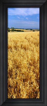 Framed Wheat crop in a field, Willamette Valley, Oregon, USA Print