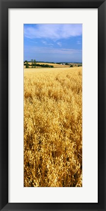 Framed Wheat crop in a field, Willamette Valley, Oregon, USA Print