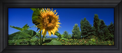 Framed Close up of a sunflower in a field, Hood River, Oregon Print