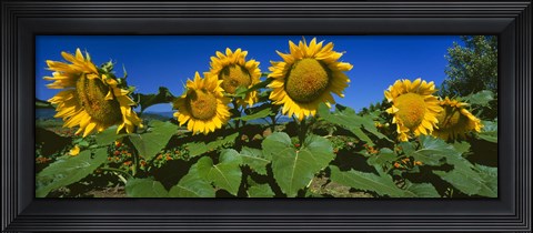 Framed Panache Starburst sunflowers in a field, Hood River, Oregon Print