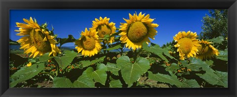 Framed Panache Starburst sunflowers in a field, Hood River, Oregon Print