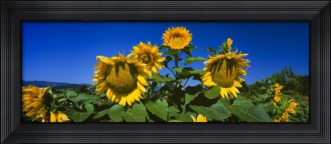 Framed Sunflowers in a field, Hood River, Oregon Print