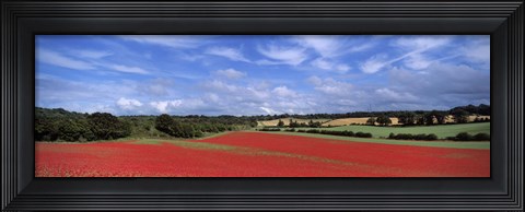 Framed Poppy field in bloom, Worcestershire, West Midlands, England Print