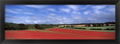 Framed Poppy field in bloom, Worcestershire, West Midlands, England Print