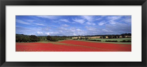 Framed Poppy field in bloom, Worcestershire, West Midlands, England Print