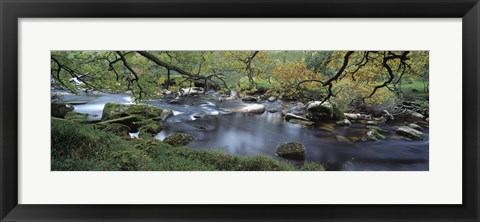 Framed River flowing through a forest, West Dart River, Dartmeet, Devon, England Print