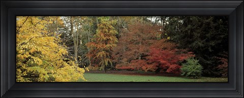 Framed Autumn tree, Gloucestershire, England Print