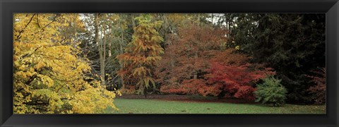 Framed Autumn tree, Gloucestershire, England Print