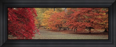 Framed Autumn trees in Westonbirt Arboretum, Gloucestershire, England Print