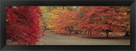 Framed Autumn trees in Westonbirt Arboretum, Gloucestershire, England Print