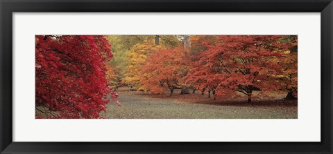 Framed Autumn trees in Westonbirt Arboretum, Gloucestershire, England Print