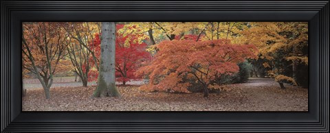Framed Fall trees and leaves, Gloucestershire, England Print