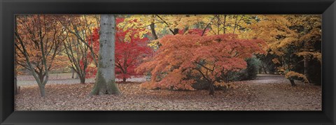 Framed Fall trees and leaves, Gloucestershire, England Print