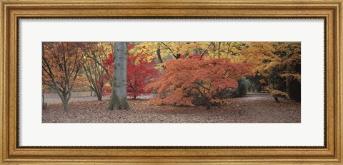 Framed Fall trees and leaves, Gloucestershire, England Print