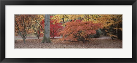 Framed Fall trees and leaves, Gloucestershire, England Print