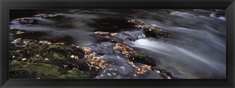 Framed Close-up of Dart River and fallen leaves, Dartmoor, Devon, England Print