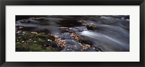 Framed Close-up of Dart River and fallen leaves, Dartmoor, Devon, England Print