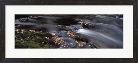 Framed Close-up of Dart River and fallen leaves, Dartmoor, Devon, England Print