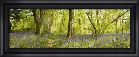 Framed Trees in a forest, Thursford Wood, Norfolk, England Print