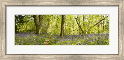 Framed Trees in a forest, Thursford Wood, Norfolk, England Print