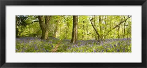 Framed Trees in a forest, Thursford Wood, Norfolk, England Print