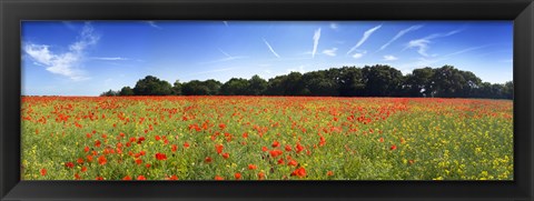 Framed Poppies in a field, Norfolk, England Print